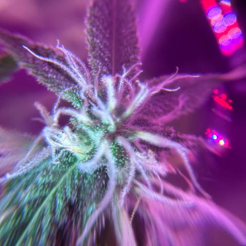 Ms muffin growlog timeline photo