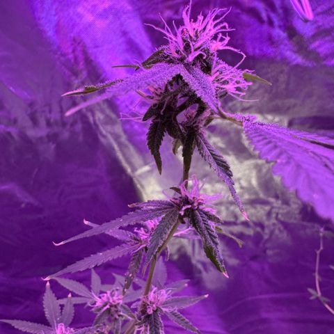 Ms muffin growlog timeline photo