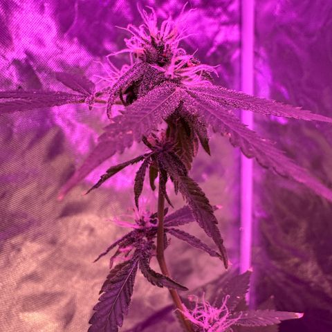 Ms muffin growlog timeline photo