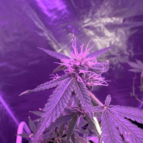 Ms muffin growlog photo: Nugs are getting much denser! 