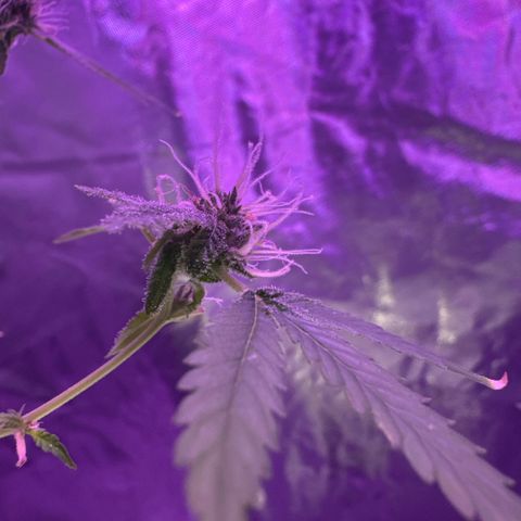Ms muffin growlog photo: Nugs are getting much denser! 