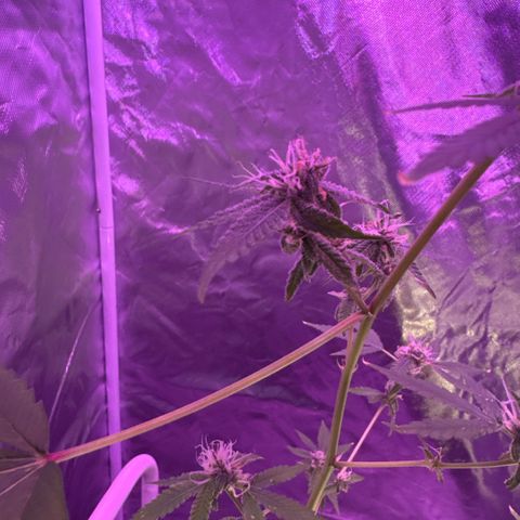 Ms muffin growlog photo: Nugs are getting much denser! 