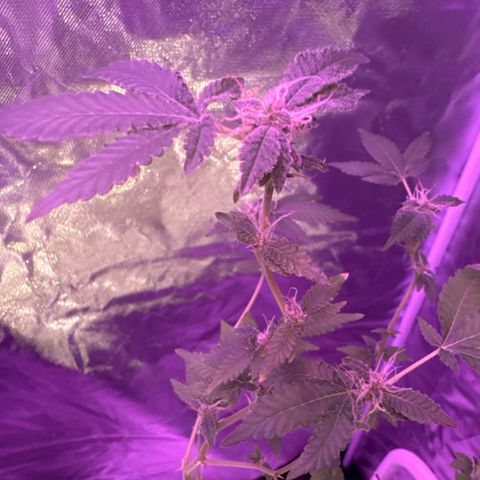 Frank Gallagher  growlog photo:  Nugs still aren’t as dense as I would like them to be, but they’re slowly coming in