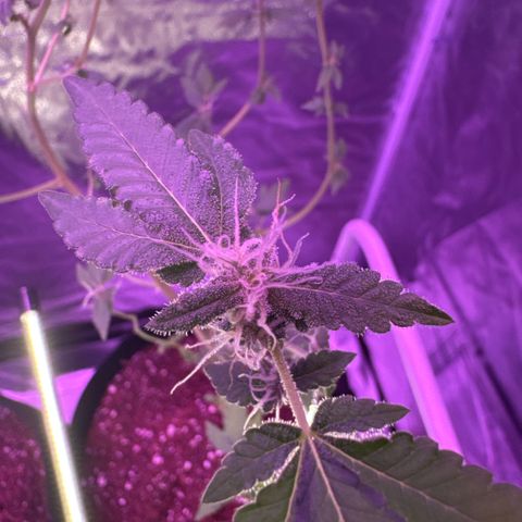 Frank Gallagher  growlog photo:  Nugs still aren’t as dense as I would like them to be, but they’re slowly coming in