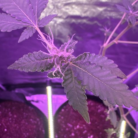 Frank Gallagher  growlog photo:  Nugs still aren’t as dense as I would like them to be, but they’re slowly coming in