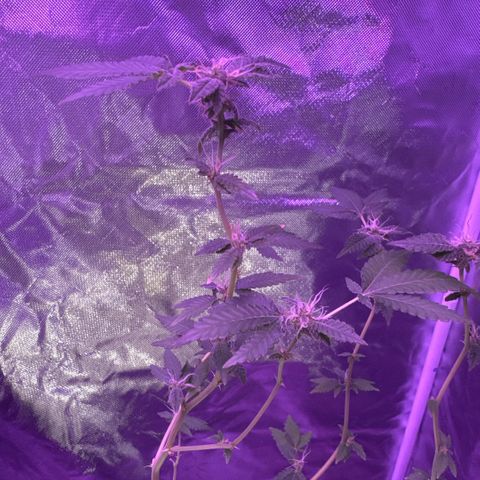 Frank Gallagher  growlog photo:  Nugs still aren’t as dense as I would like them to be, but they’re slowly coming in