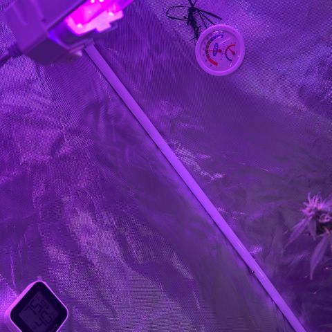 Ms muffin growlog photo:  Call me paranoid, but I like having not only a digital but a analog humidity/temperature gauge. Takes away the guess work 