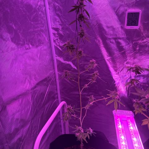 Ms muffin growlog photo: She was starting to get a bit top heavy so she got a little assistance 
