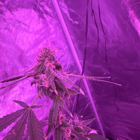 Ms muffin growlog timeline photo
