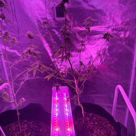 Frank Gallagher  growlog photo: I thought frank had slowed down but I’m now seeing she just has really dense buds on her 😂 