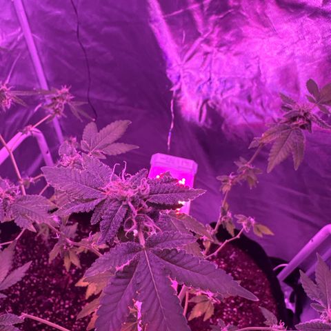 Frank Gallagher  growlog photo: I thought frank had slowed down but I’m now seeing she just has really dense buds on her 😂 