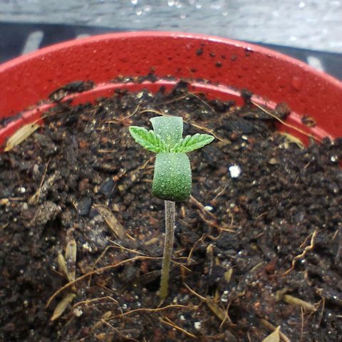 Mix feminizadas  growlog timeline photo