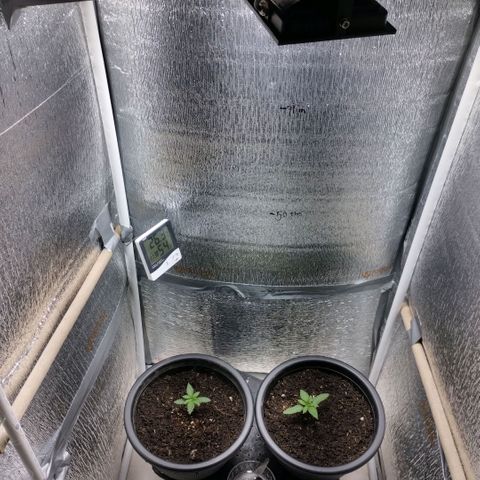 Mix feminizadas  growlog timeline photo