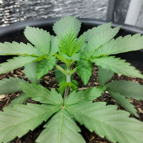 Mix feminizadas  growlog timeline photo