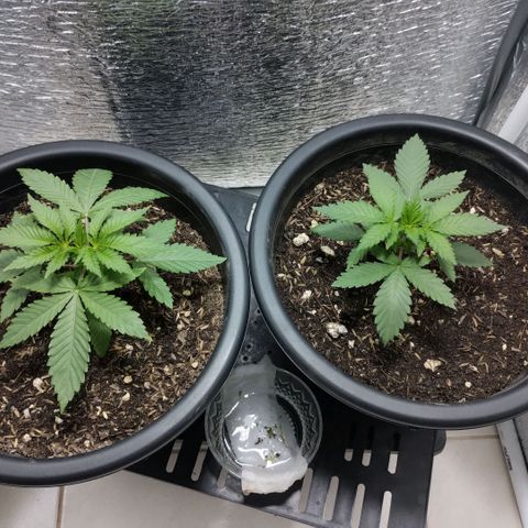 Mix feminizadas  growlog timeline photo