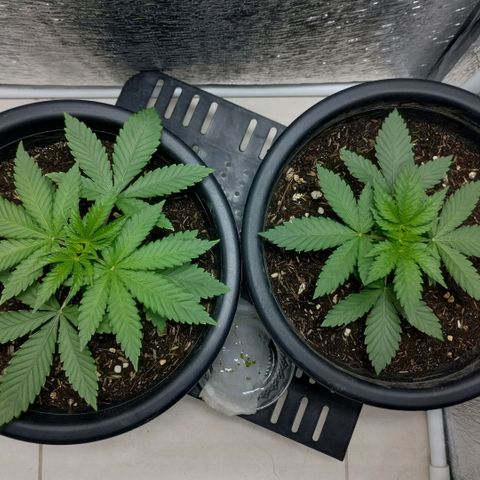 Mix feminizadas  growlog timeline photo