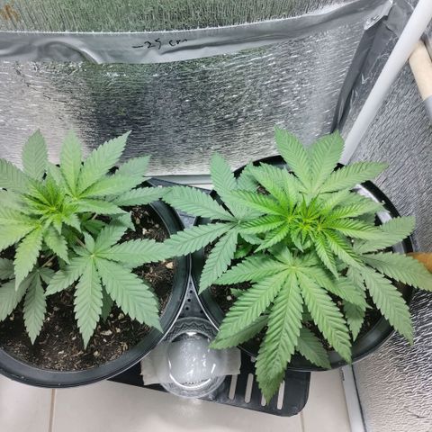 Mix feminizadas  growlog timeline photo