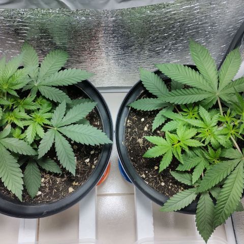 Mix feminizadas  growlog photo: Resultado después de LST y defoliacion 