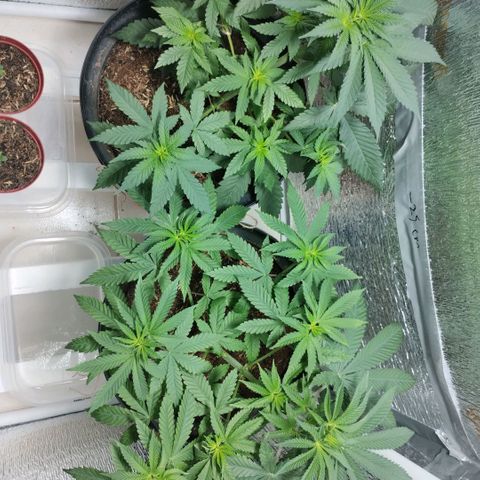 Mix feminizadas  growlog timeline photo