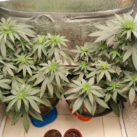 Mix feminizadas  growlog timeline photo