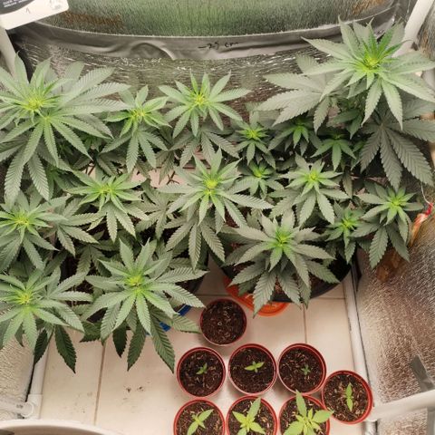 Mix feminizadas  growlog timeline photo