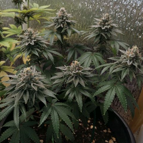 Mix feminizadas  growlog timeline photo