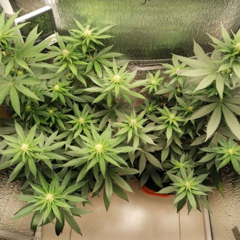 Mix feminizadas  growlog timeline photo