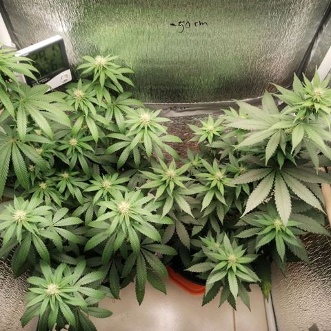 Mix feminizadas  growlog timeline photo
