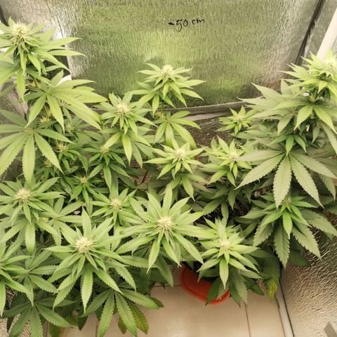Mix feminizadas  growlog timeline photo