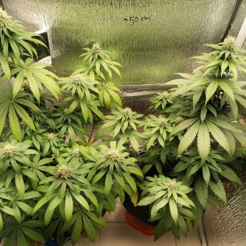 Mix feminizadas  growlog timeline photo