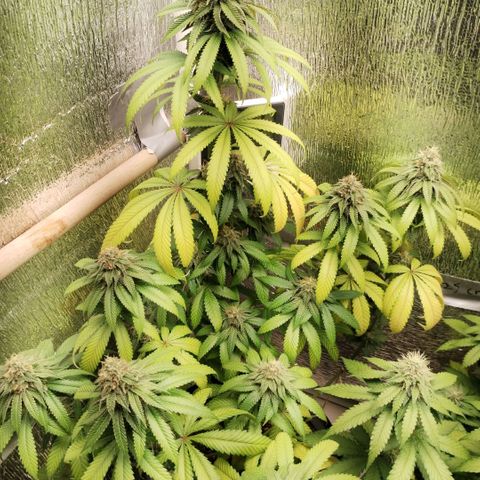 Mix feminizadas  growlog timeline photo