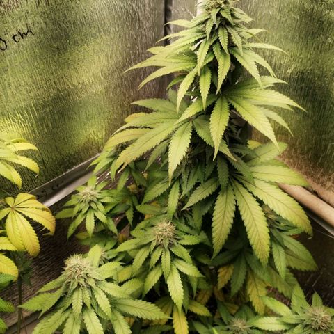 Mix feminizadas  growlog timeline photo