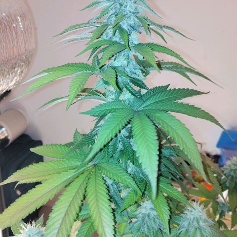 Mix feminizadas  growlog timeline photo