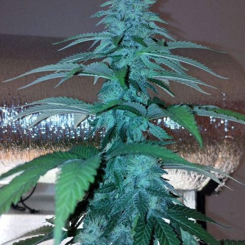 Mix feminizadas  growlog timeline photo