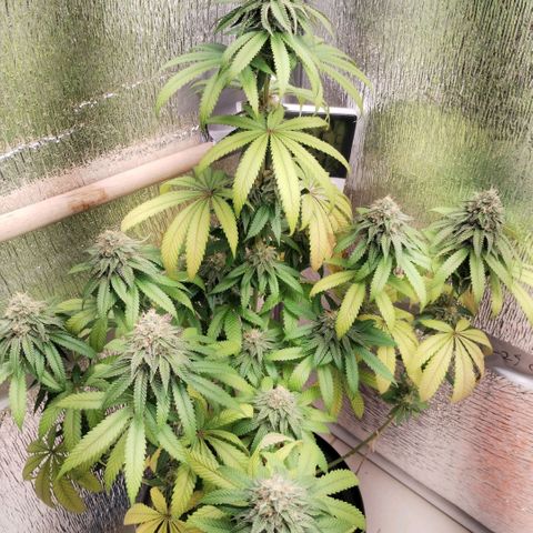 Mix feminizadas  growlog timeline photo