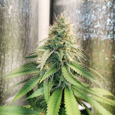Mix feminizadas  growlog timeline photo