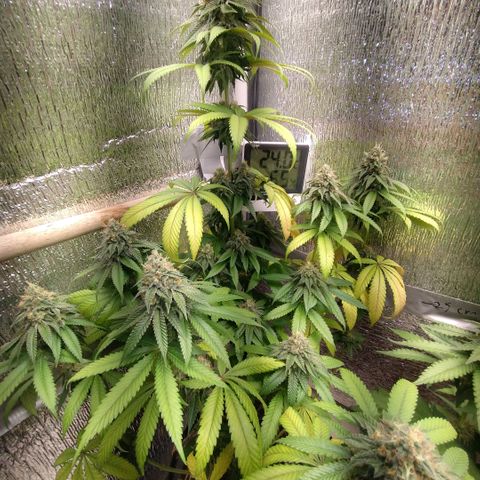 Mix feminizadas  growlog timeline photo