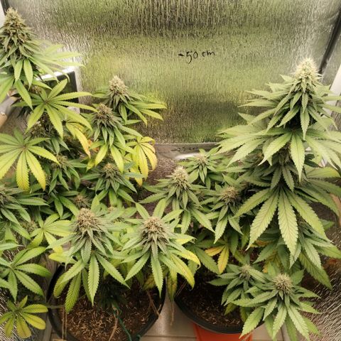 Mix feminizadas  growlog timeline photo