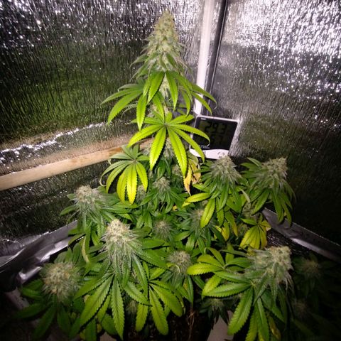 Mix feminizadas  growlog timeline photo