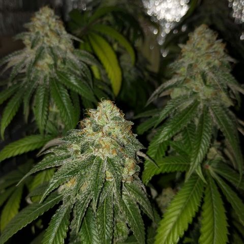 Mix feminizadas  growlog timeline photo