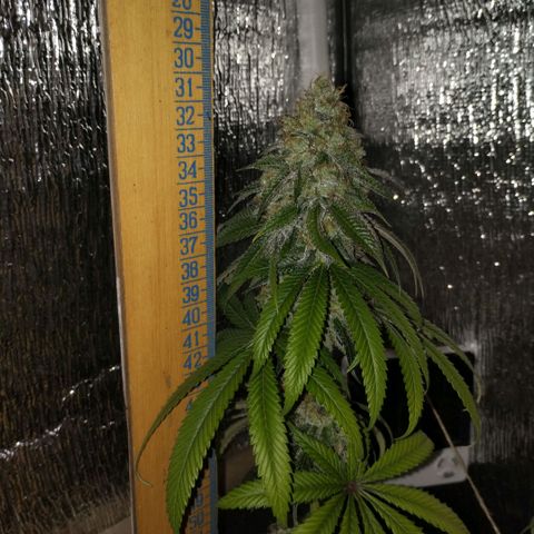 Mix feminizadas  growlog timeline photo