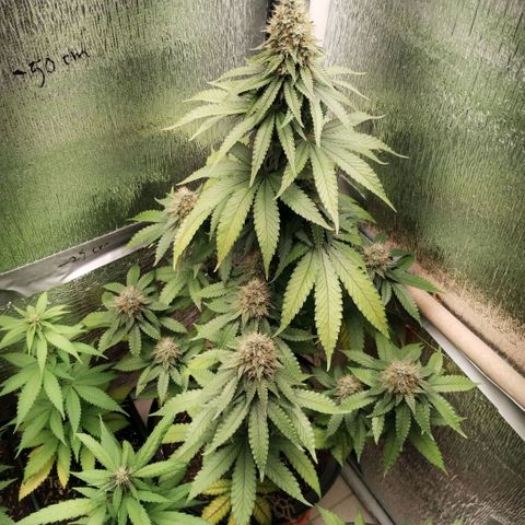 Mix feminizadas  growlog timeline photo