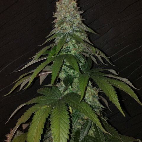 Mix feminizadas  growlog timeline photo