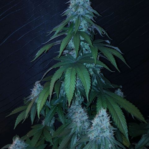 Mix feminizadas  growlog timeline photo