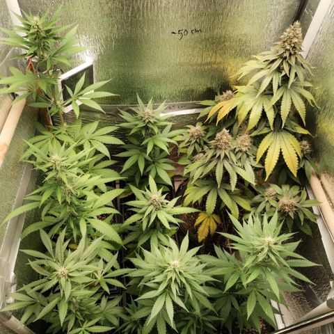 Mix feminizadas  growlog timeline photo