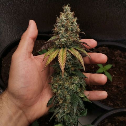 Mix feminizadas  growlog timeline photo