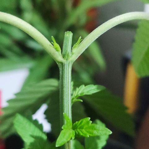 Triple G growlog photo: Topping 