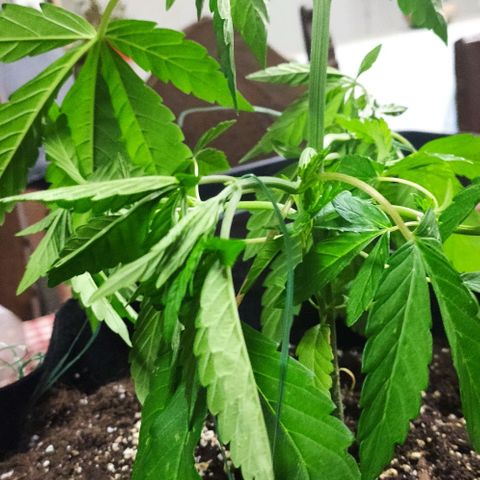 Triple G growlog timeline photo