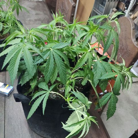 Triple G growlog timeline photo