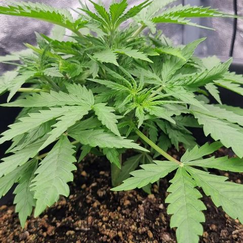 Paloma growlog timeline photo
